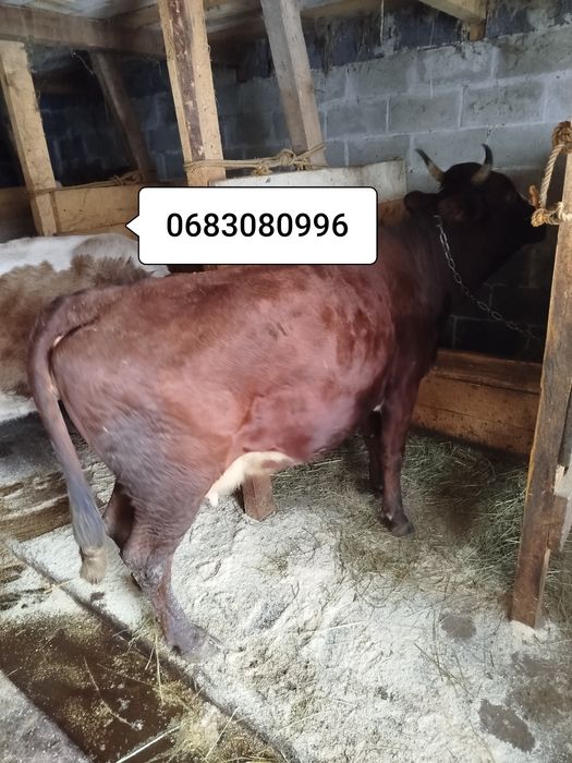 Продам молоду корову калинка