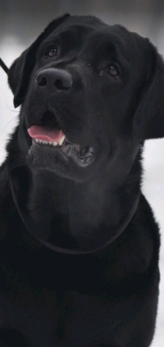 В'язка чистокровний лабрадор шоколадний кобель 4роки