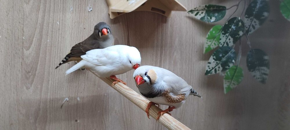 Astryld Trzcinowy Zeberka Gołąbek Diamętowy Przepiórka Chińska