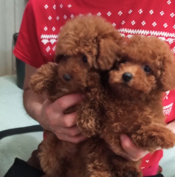 До свят,класнююючі малюки міні- Мальтіпу.