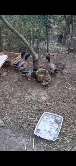 Patos bravos jovens