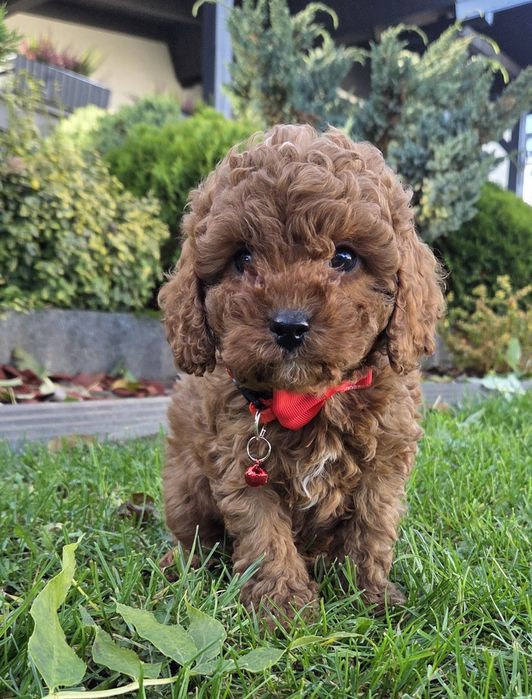 Cavapoo Samczyk F1B