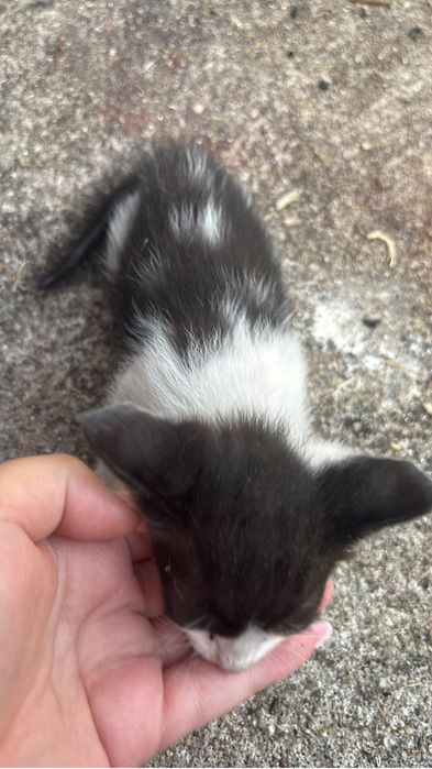 Dou gatos machos