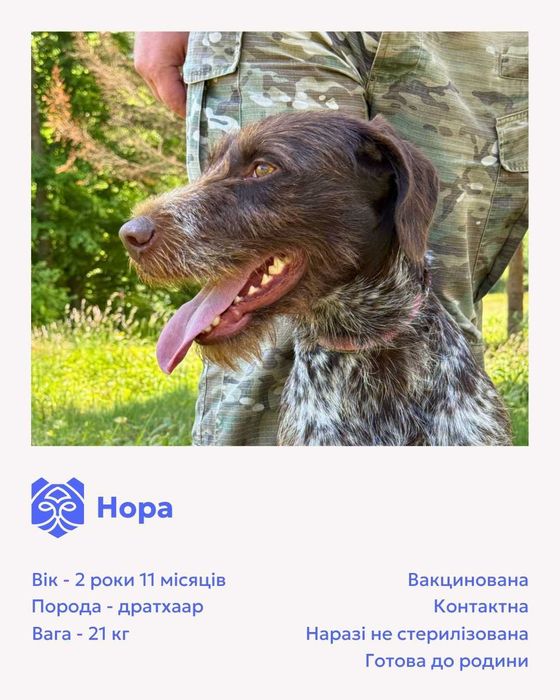 Дратхаар, Нора, 2 роки