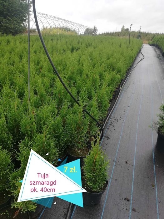 TUJA Szmaragd THUJA 80-160 cm.