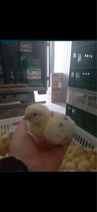 Добові курчата бройлер КОББ-500