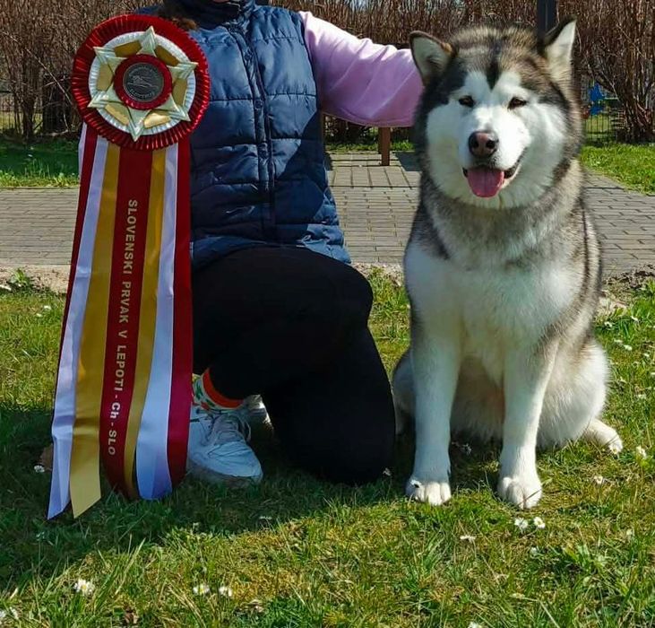 Alaskan Malamute ZKwP/FCI