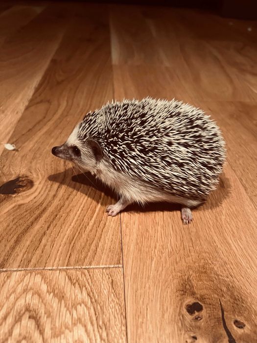 jeż pigmejski Kraków i okolice