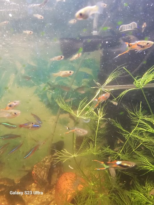 Witam sprzedam rybki akwariowe góbiki