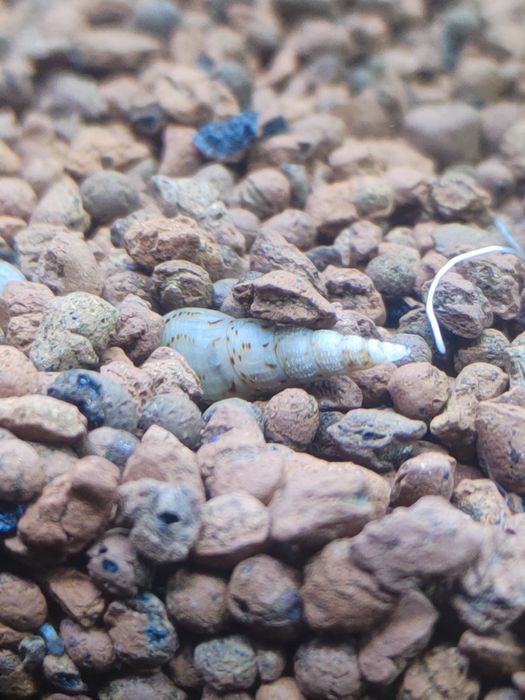 Ślimaki akwariowe świderki