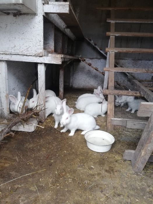Продам Терм біла,та шиншила дуже гарні кролі