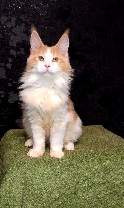 Рыжый котёнок  Мейн - кун