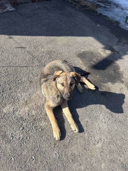 Метис дівчинка 6міс