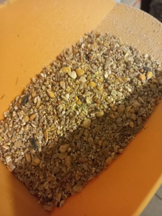 Pasze dla kur niosek z ziołami