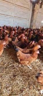 Kury NIOSKI z wolnego wybiegu ! Rosa Messa Tetra Leghorn ! Dowóz !