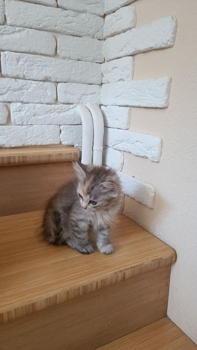 Дівчинка в хороші руки