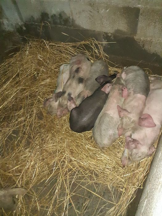 Vendo leitoes bisaros