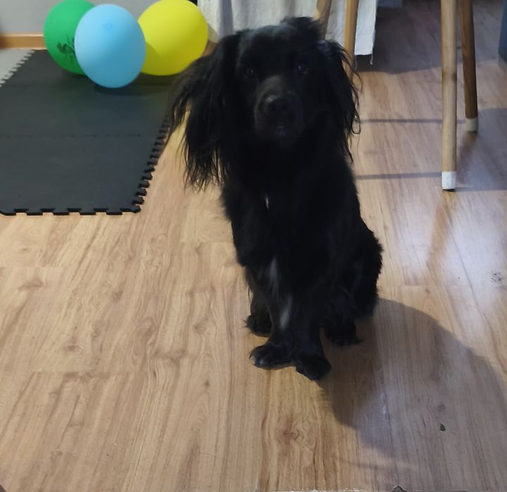 Dorosły Pies typu Cocker Spaniel lat 4