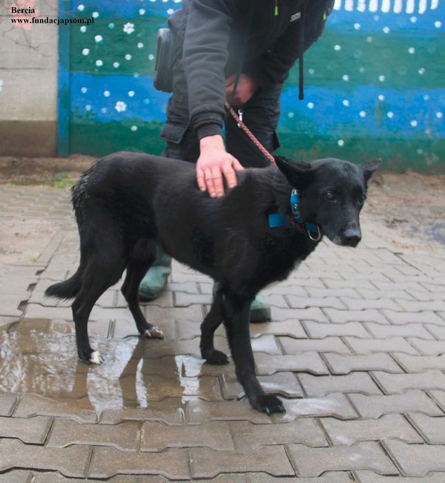 Bercia, sunia szuka bezpiecznego schronienia