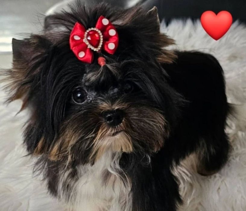 Śliczny słodki kochany mini piesek Black White York