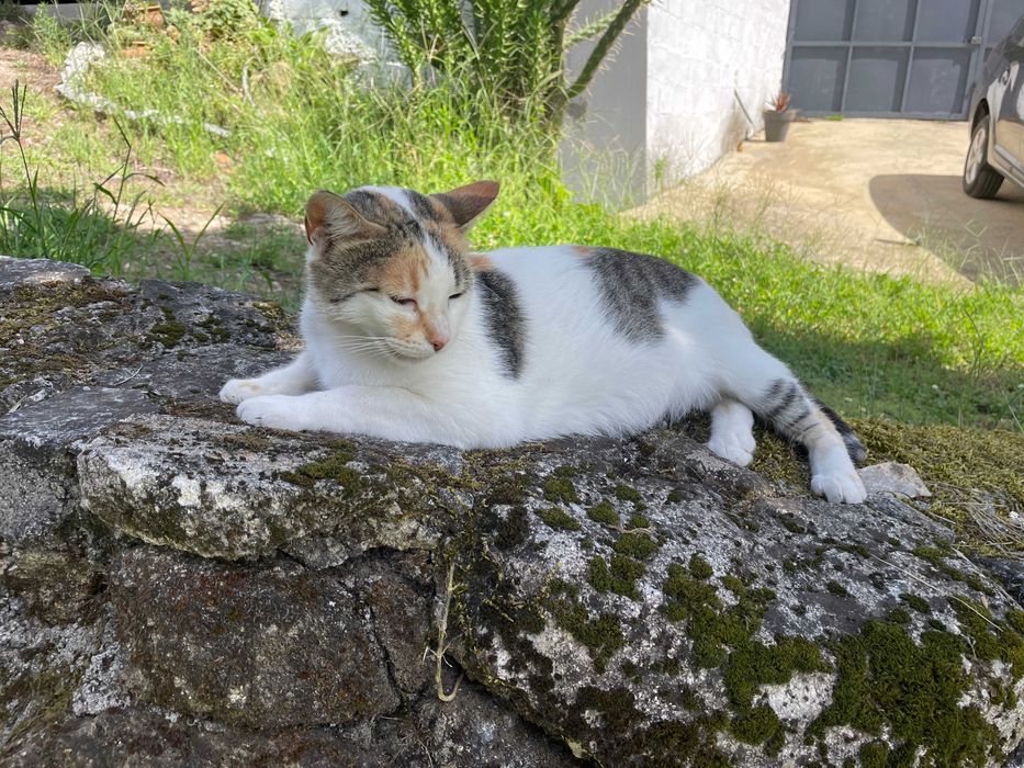 Gata Esterilizada, Carinhosa e Leal - Para Adoção