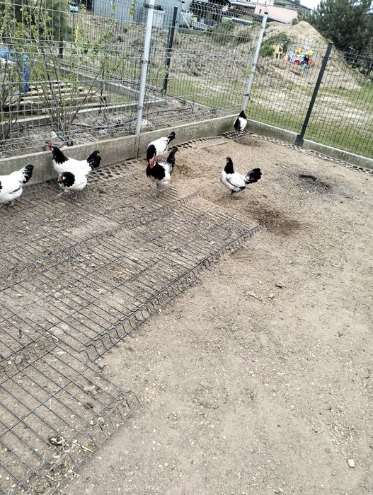 Jajka legowe Lakenfelder,