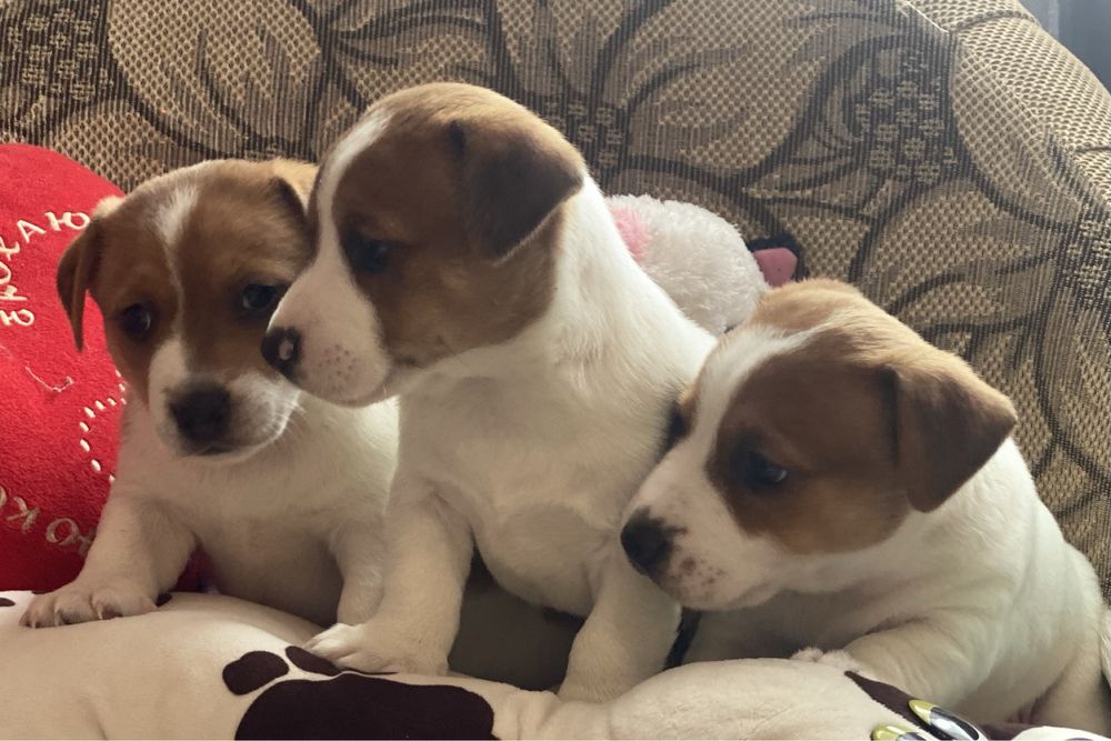 Найгарніші малятка