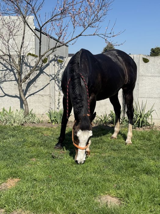 Sprzedam klacz do hodowli