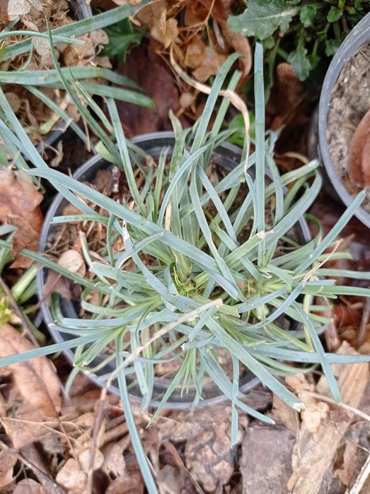 Nadwyżki bylin do ogrodu