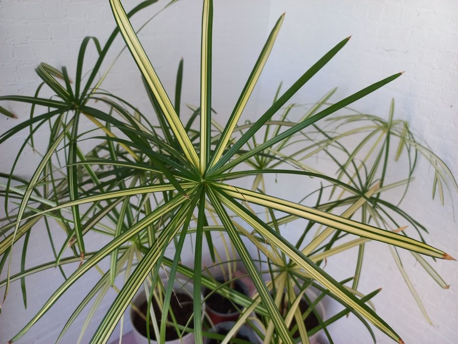 Циперус варієгатний вариегатный