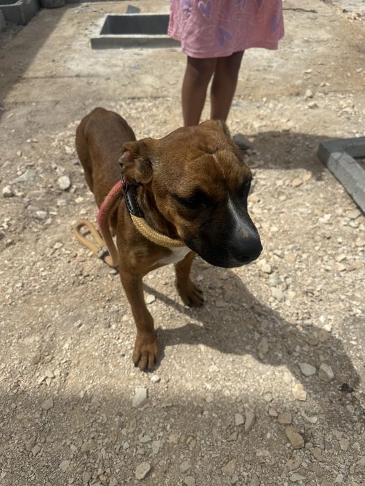Adoção de cachorro