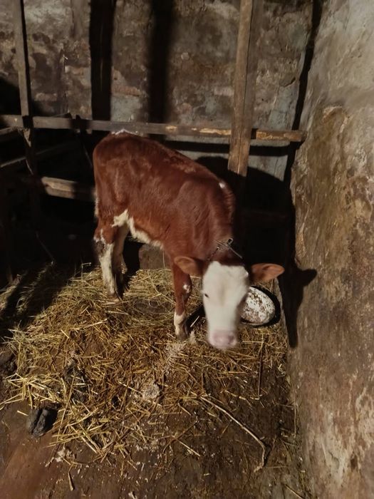 Бичок молоденький на продаж