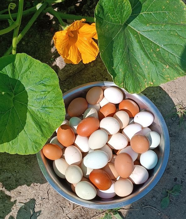 jajka od kurek z wolnego wybiegu