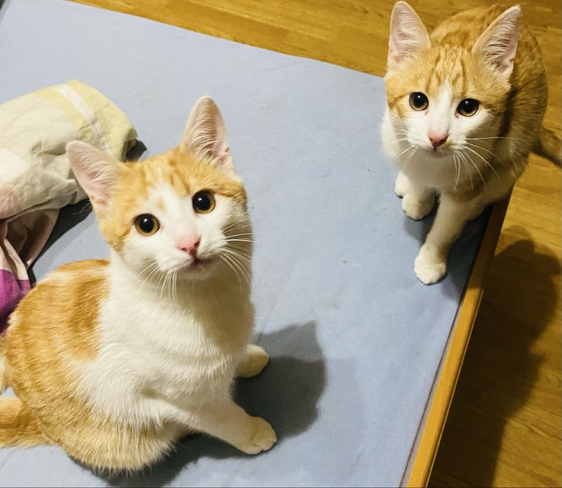 Віддам кошенятко в люблячу сім’ю