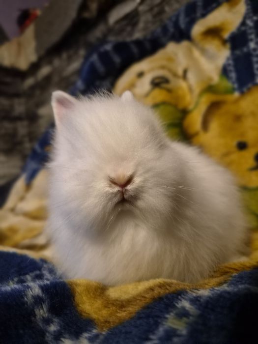 Króliczek Teddy.