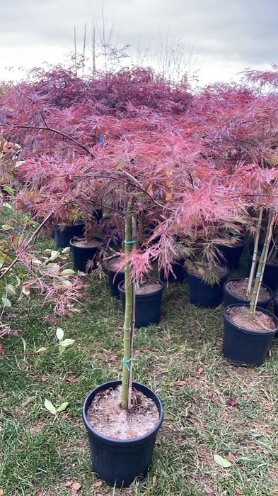 Acer palmatum – klon palmowy