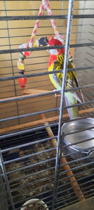 rosela macho manso a cantar