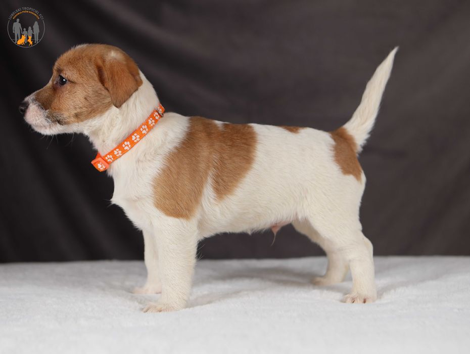 Jack Russell Terrier ZKwP FCI piękny piesek