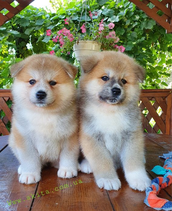 Акіта , акіта іну , японська акіта з міжнародної годівлі FCI