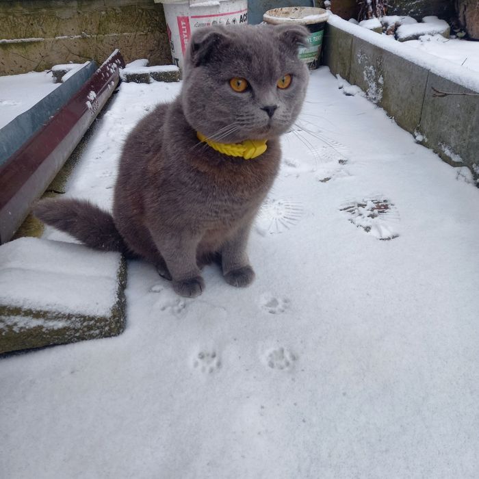 Котик для в'язки