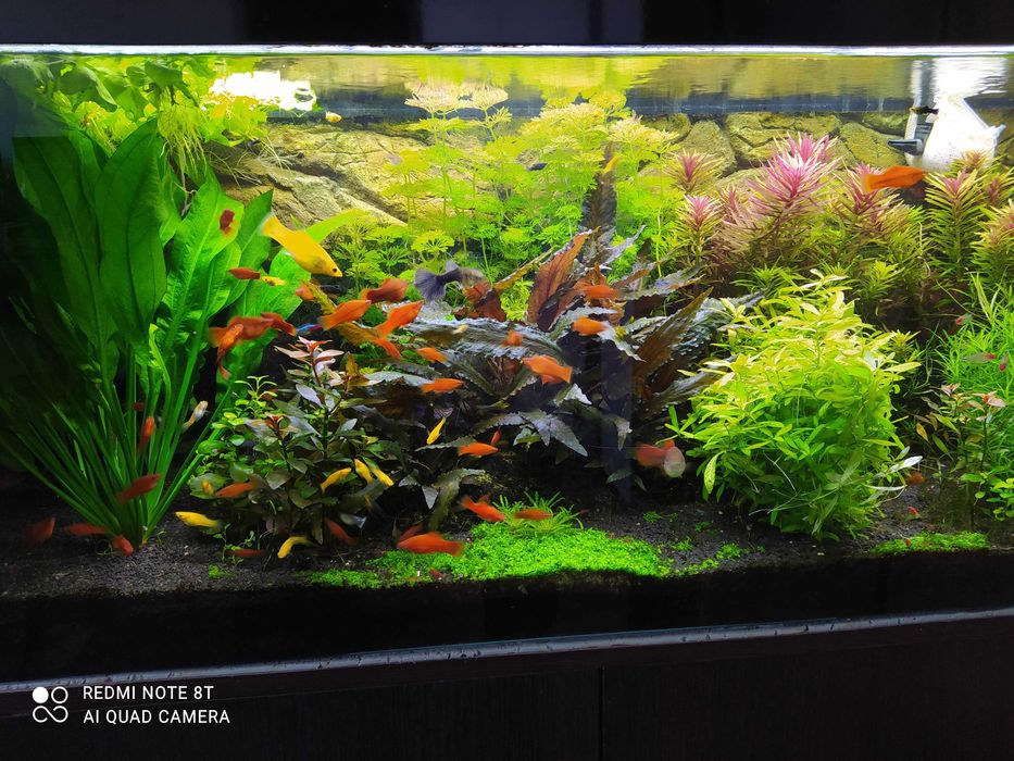 rośliny akwariowe pakiet