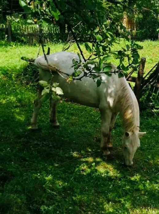 Продається кінь в селі Липовиця