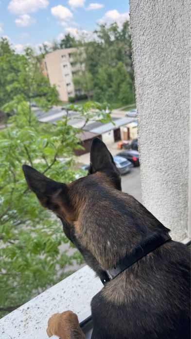 Owczarek belgijski malinois