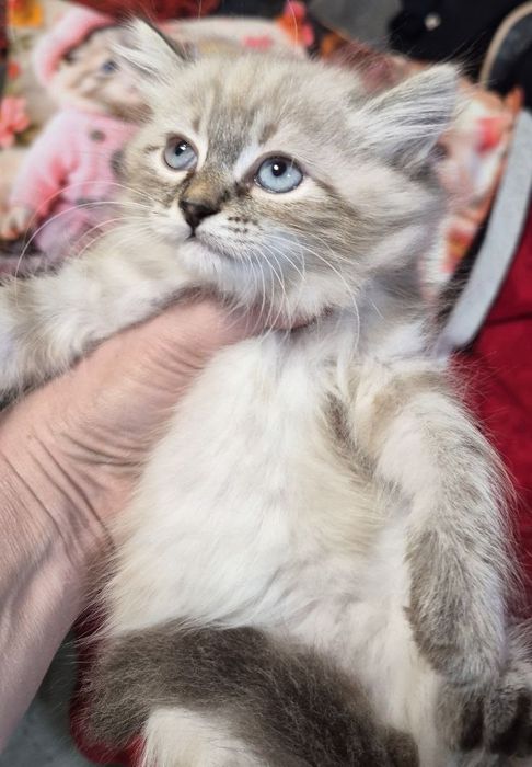 Мальчик  породы  Невская маскарадная