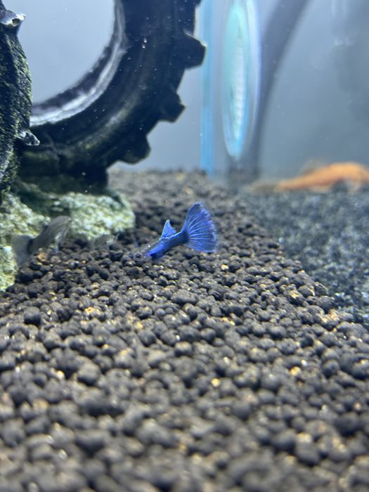 Guppy Dumbo Lazuli