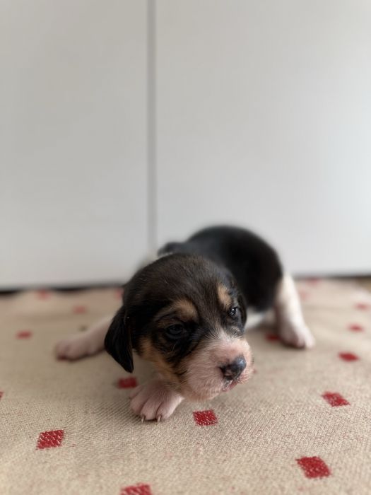 Beagle szczeniak pies