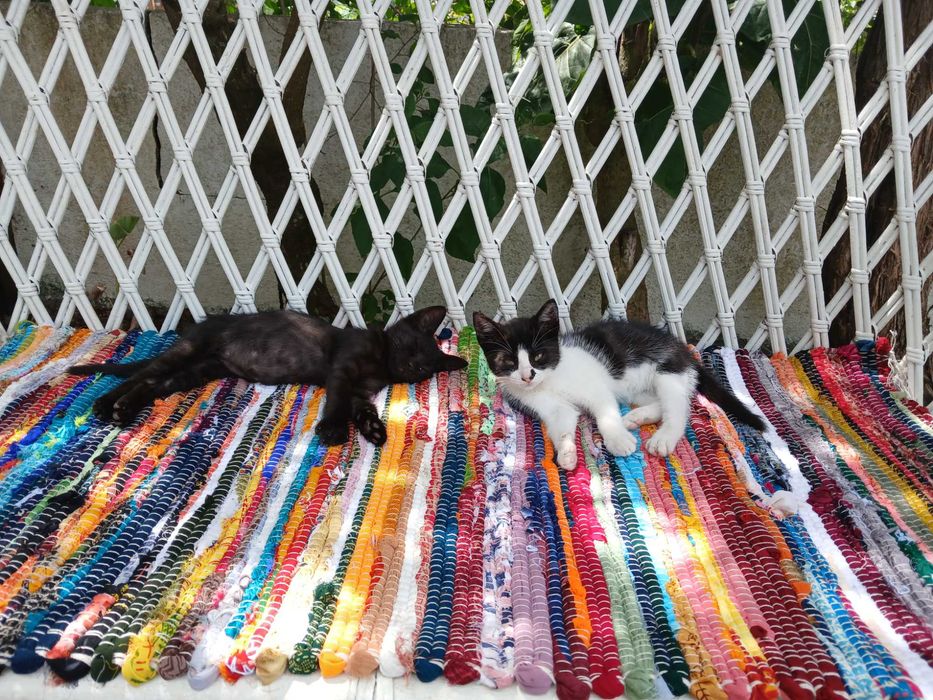 Dá-se 2 gatinhos 2 meses