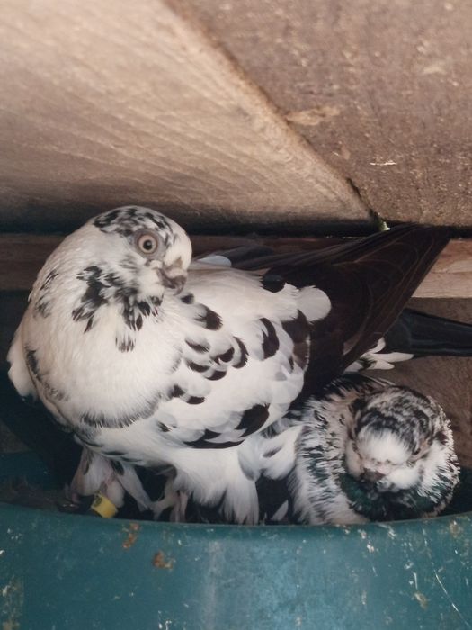 Sprzedam gołębie ostatnio