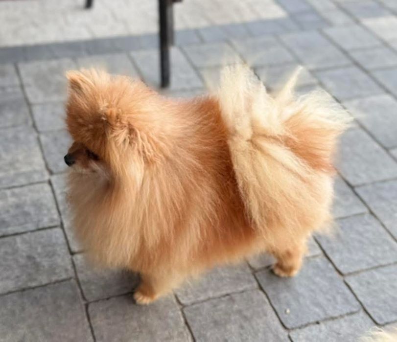 Pomeranian -Szpic miniaturowy