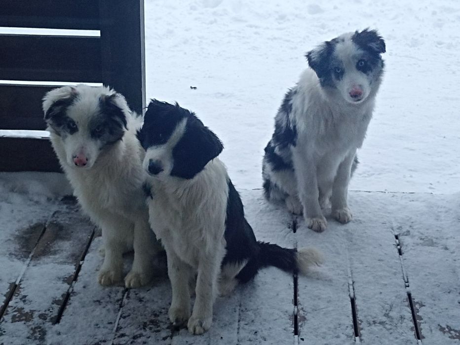 Хлопчики, дівчинка бордер коллі. Цуцики бордер коллі